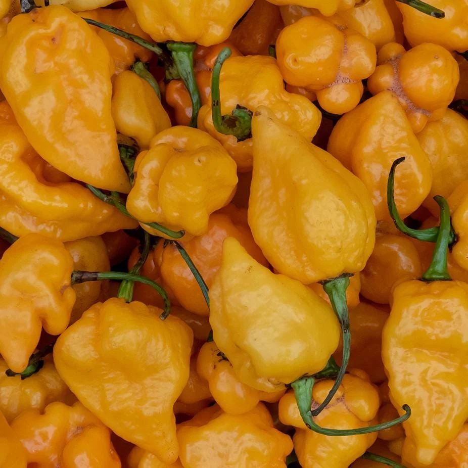 Grenada Seasoning Heirloom Pepper Seeds – 10 Premium Seed Packet – Caribbean Flavor - Image 1