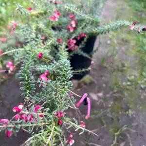 Grevillea lanigera 'Coastal Gem' Live Plant - 1ft Tall, 1 Gallon Pot, Outdoor Shrub - Image 2