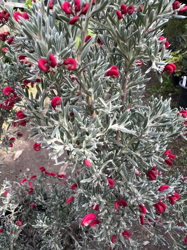 Grevillea lavandulacea 'Penola' Live Plant – 1 Gallon Pot – Outdoor Shrub - Image 2