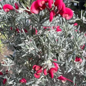 Grevillea lavandulacea 'Penola' Live Plant – 1 Gallon Pot – Outdoor Shrub - Image 1