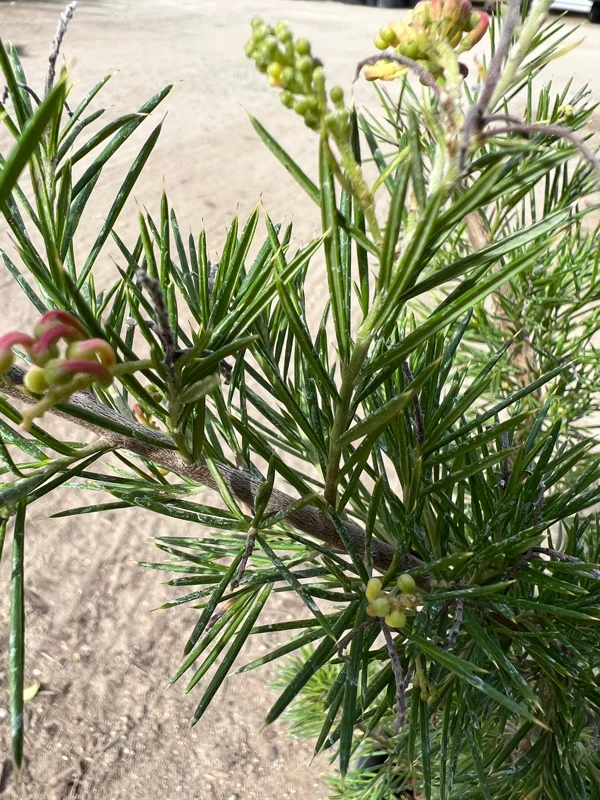 Grevillea 'Pink Pearl' Live Plant - 1ft Tall, 1 Gallon Pot, Outdoor Shrub - Image 2