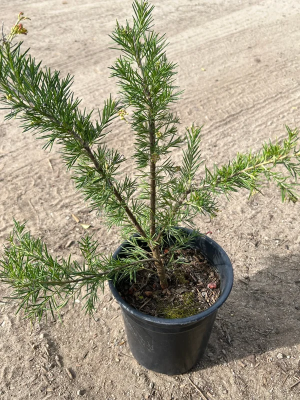 Grevillea 'Pink Pearl' Live Plant - 1ft Tall, 1 Gallon Pot, Outdoor Shrub - Image 1