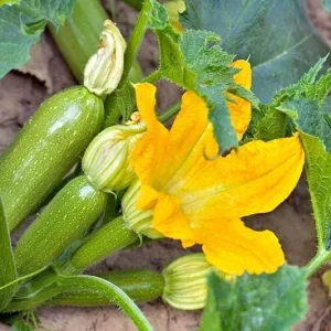 Grey Zucchini Seeds - Summer Squash Vegetable Seeds for Home Gardens - Organic, Non-GMO - Image 1