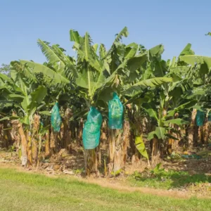 Gros Michel Banana Starter Plug - Heirloom Live Plant - 5 Count - Outdoor/Indoor - Image 2