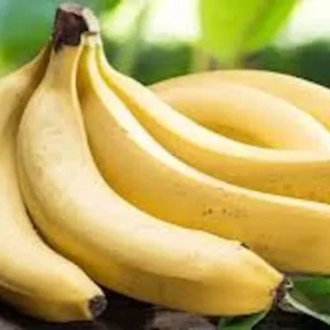 Gros Michel Banana Starter Plug - Heirloom Live Plant - 5 Count - Outdoor/Indoor - Image 3