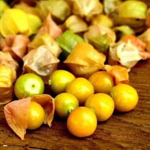Ground Cherry Seeds 50 Count - Non-GMO Cape Gooseberry, Chinese Lantern, Golden Berry - Image 1