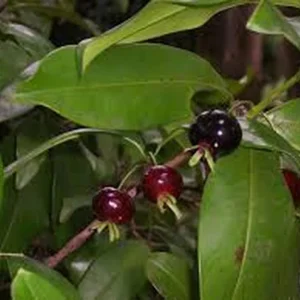 Grumichama Brazilian Cherry Live Plant - Tropical Fruit Tree - Half Gallon Pot - Image 3