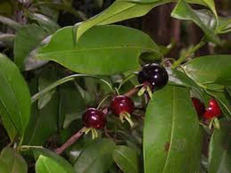 Grumichama Brazilian Cherry Live Plant - Tropical Fruit Tree - Half Gallon Pot - Image 3