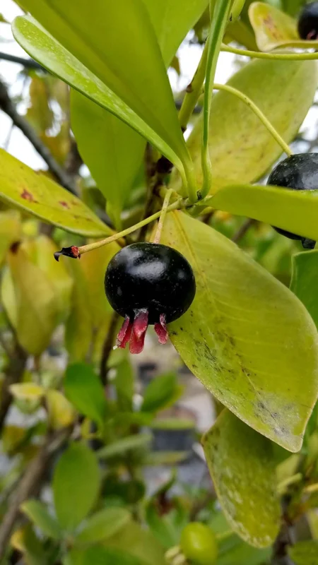 Grumichama Brazilian Cherry Live Plant - Tropical Fruit Tree - Half Gallon Pot - Image 1