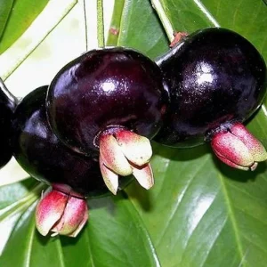 Grumichama Brazilian Cherry Live Plant - Tropical Rare Fruit Tree - 1 Gallon Pot - Image 2