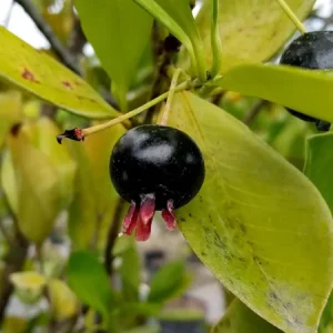 Grumichama Brazilian Cherry Live Plant - Tropical Rare Fruit Tree - 1 Gallon Pot - Image 3