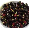 Grumichama Brazilian Cherry Live Plant - Tropical Rare Fruit Tree - 1 Gallon Pot - Image 1