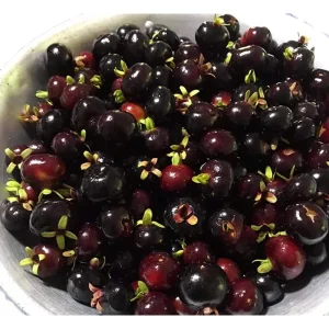 Grumichama Brazilian Cherry Live Plant - Tropical Rare Fruit Tree - 1 Gallon Pot - Image 1