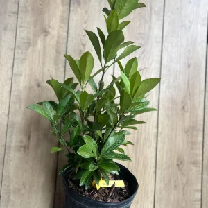 Grumichama Live Plant - Brazilian Cherry Tree - 3 Gallon Pot - Tropical Fruit - Image 3