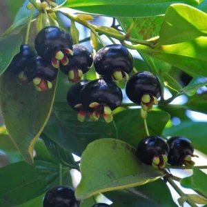 Grumichama Live Plant - Brazilian Cherry Tree - 3 Gallon Pot - Tropical Fruit - Image 1