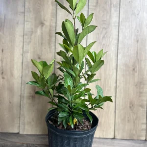 Grumichama Live Plant - Brazilian Cherry Tree - 3 Gallon Pot - Tropical Fruit - Image 4