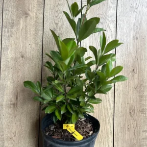 Grumichama Live Plant - Brazilian Cherry Tree - 3 Gallon Pot - Tropical Fruit - Image 9