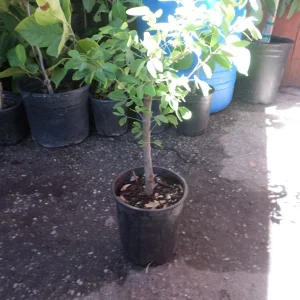 Guamuchil Pithecellobium Dulce Live Plant - 2-3 Feet Tall - 3 Gallon Pot - Image 1