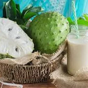 Guanabana Fruit Tree - Soursop Live Plant 1 Gallon Pot 18-24 Inch Tall - Image 2
