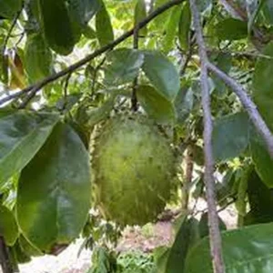 Guanabana Fruit Tree - Soursop Live Plant 1 Gallon Pot 18-24 Inch Tall - Image 4