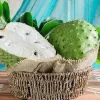 Guanabana Fruit Tree - Soursop Live Plant 1 Gallon Pot 18-24 Inch Tall - Image 1