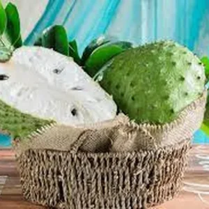 Guanabana Fruit Tree - Soursop Live Plant 1 Gallon Pot 18-24 Inch Tall - Image 1