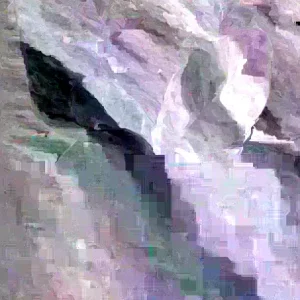 Guava Fruit Tree Live Plant 5-8 inch Tall Tropical Delicious - Image 4