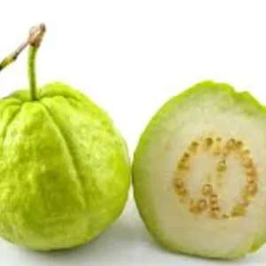 Guava Fruit Tree Live Plant 5-8 inches - Exotic Tropical Fruit - USDA Zones 9-12 - Image 4