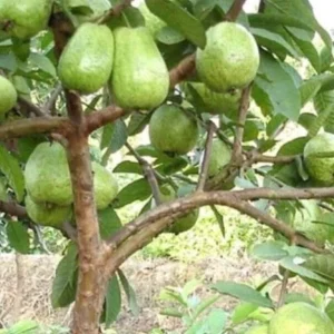 Guava Fruit Tree Live Plant 5-8 inches - Exotic Tropical Fruit - Image 5