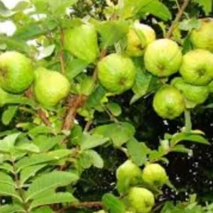 Guava Fruit Tree Live Plant 5-8 inches - Exotic Tropical Fruit - USDA Zones 9-12 - Image 7