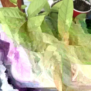 Guava Fruit Tree Live Plant 9-15 inches - Exotic Tropical Fruit for Planting - Image 4