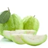 Guava Fruit Tree Live Plant, 9-15 inches Tall - Tropical & Delicious Edible Fruit - Image 1