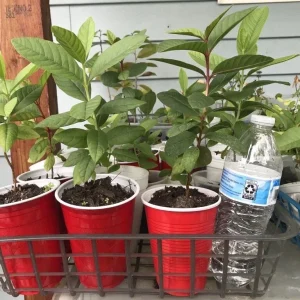 Guava Live Fruit Tree - Tropical Planting - 9-15 inch Tall - Image 3