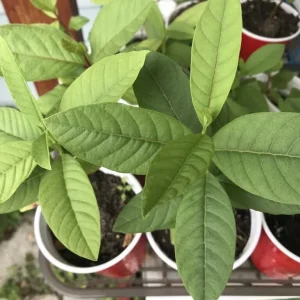 Guava Live Fruit Tree - Tropical Planting - 9-15 inch Tall - Image 4