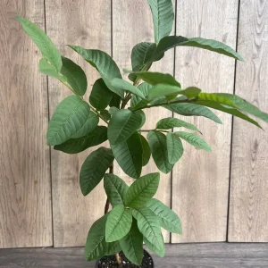 Guava Live Plant in 6