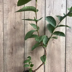 Guava Live Plant in 6
