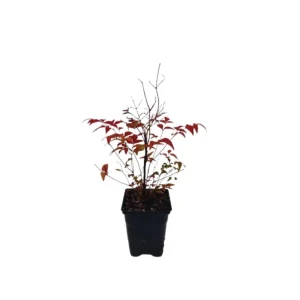 Gulf Stream Heavenly Bamboo Nandina Live Plant – 4 inch Pot – Outdoor Shrub - Image 2