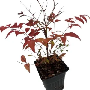 Gulf Stream Heavenly Bamboo Nandina Live Plant – 4 inch Pot – Outdoor Shrub - Image 3