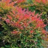 Gulf Stream Nandina Live Plant - 1 Gallon Pot - Outdoor Evergreen Shrub - Image 1