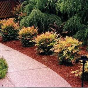 Gulf Stream Nandina Live Plant - 1 Gallon Pot - Outdoor Evergreen Shrub - Image 2