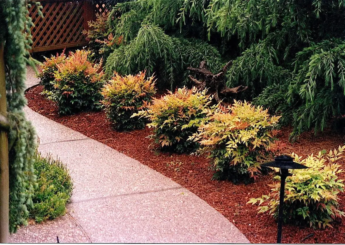 Gulf Stream Nandina Live Plant - 1 Gallon Pot - Outdoor Evergreen Shrub - Image 2