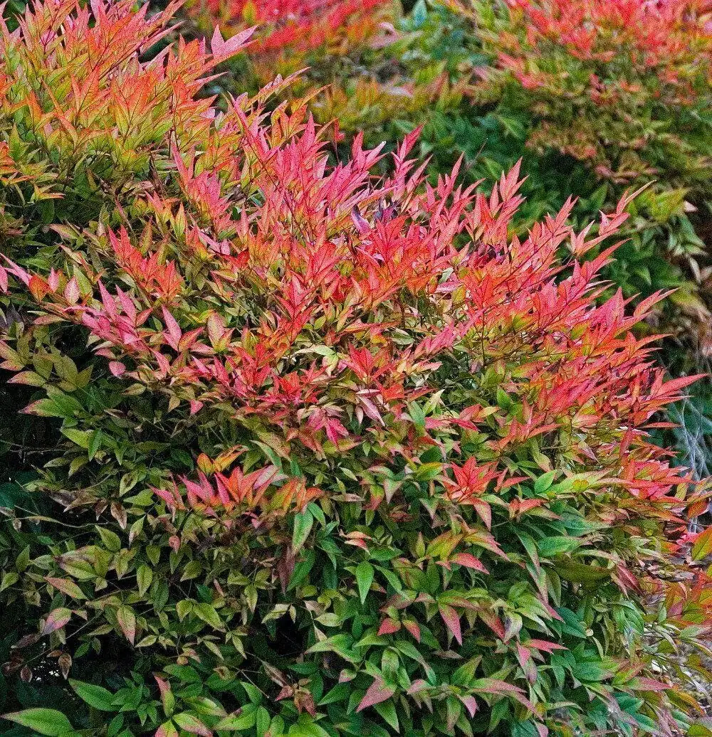 Gulf Stream Nandina Live Plant - 1 Gallon Pot - Outdoor Evergreen Shrub - Image 1