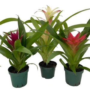 Guzmania Bromeliad Live Plant Collection - 3 Plants in 4