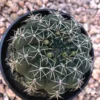 Gymnocalycium Baldianum Live Plant – Dwarf Chin Cactus – 2.5” Pot – Indoor/Outdoor Succulent - Image 1