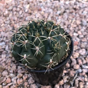 Gymnocalycium Baldianum Live Plant – Dwarf Chin Cactus – 2.5” Pot – Indoor/Outdoor Succulent - Image 2
