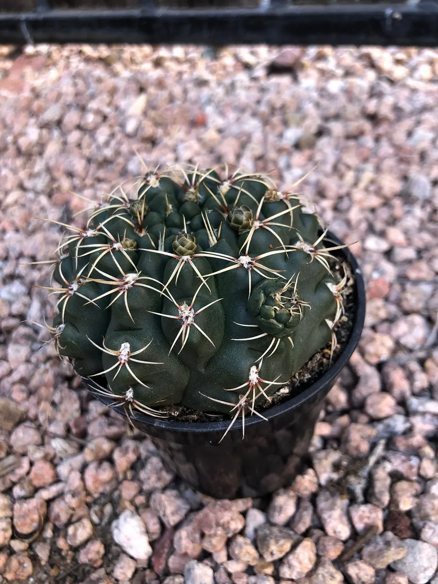 Gymnocalycium Baldianum Live Plant – Dwarf Chin Cactus – 2.5” Pot – Indoor/Outdoor Succulent - Image 2