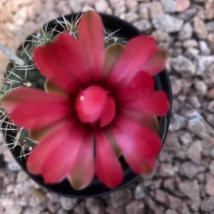 Gymnocalycium Baldianum Live Plant – Dwarf Chin Cactus – 2.5” Pot – Indoor/Outdoor Succulent - Image 3
