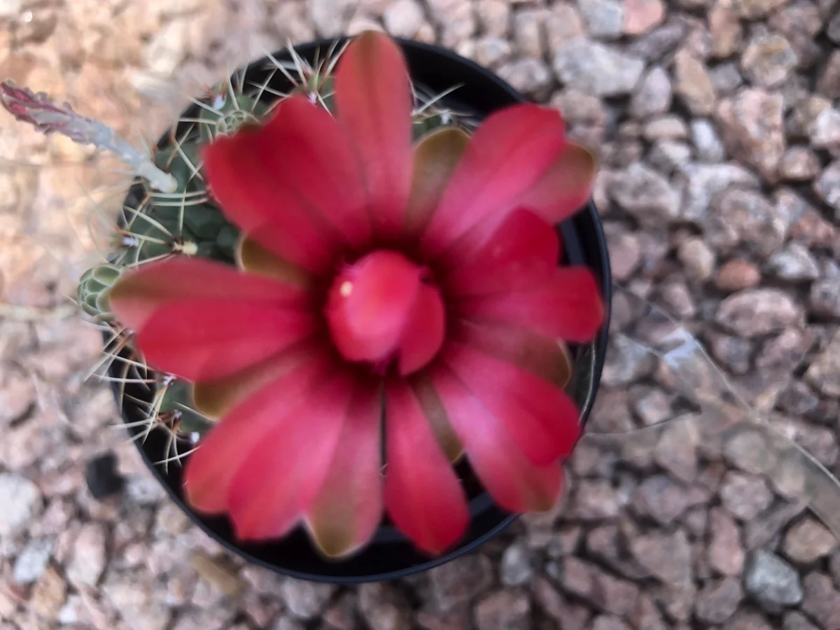 Gymnocalycium Baldianum Live Plant – Dwarf Chin Cactus – 2.5” Pot – Indoor/Outdoor Succulent - Image 3