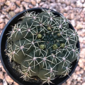 Gymnocalycium Baldianum Live Plant – Dwarf Chin Cactus – 2.5” Pot – Indoor/Outdoor Succulent - Image 1