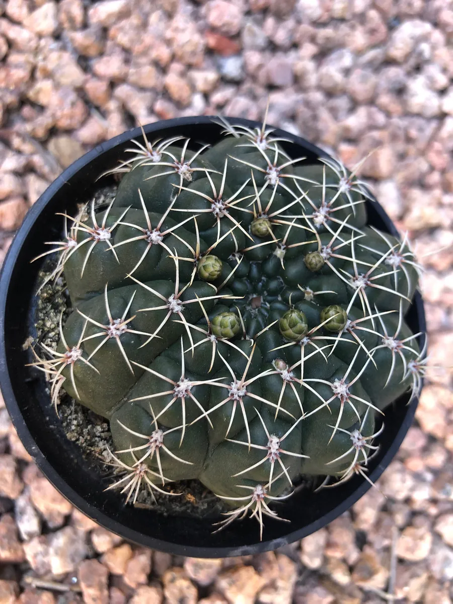 Gymnocalycium Baldianum Live Plant – Dwarf Chin Cactus – 2.5” Pot – Indoor/Outdoor Succulent - Image 1